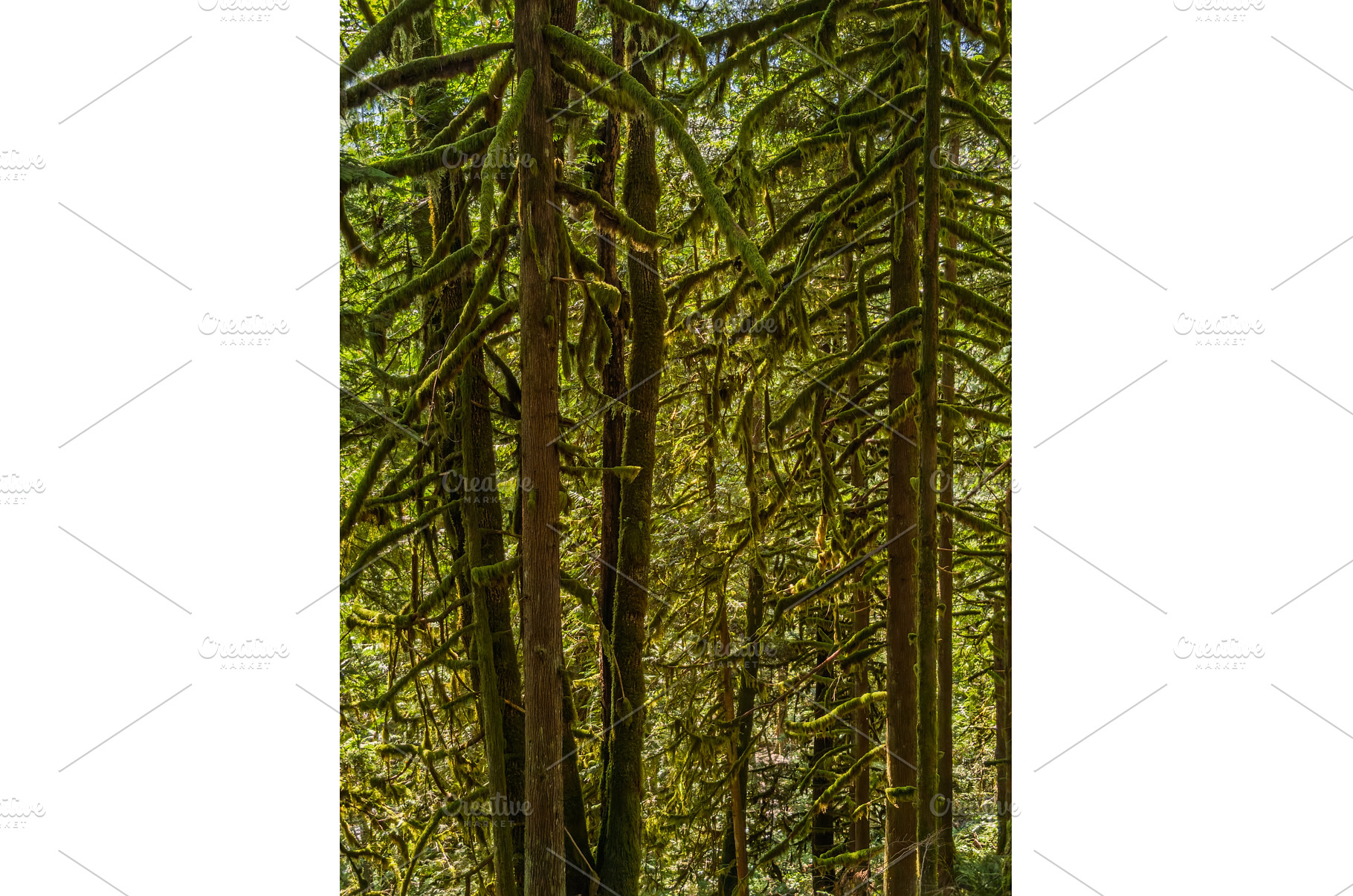 Moss clings to branches near, a Nature Photo by Backyard Stock