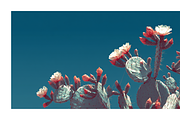 Arid Co · Desert Plantscape, a Texture Illustration by milatovar (Thumbnail 7 of 20)