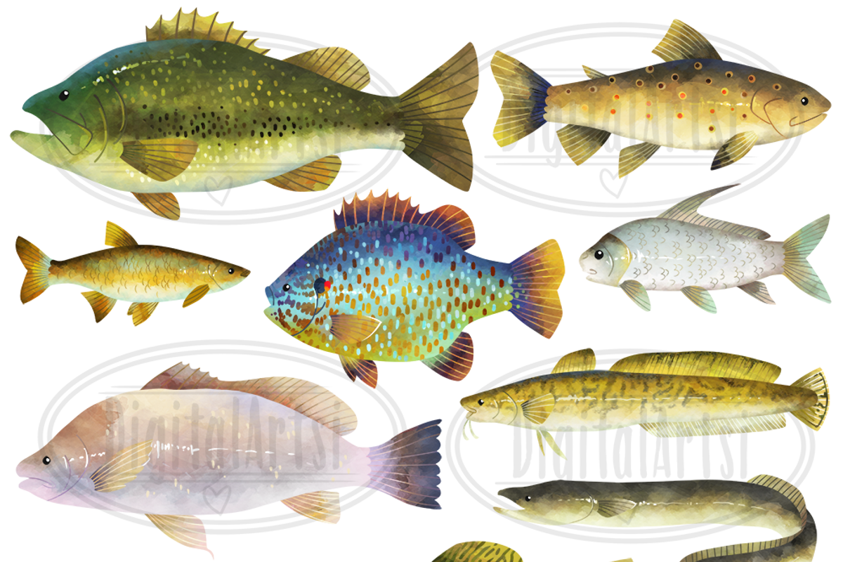 North American Fresh Water Fish, an Object Graphic by DigitalArtsi (Photo 3 of 3)