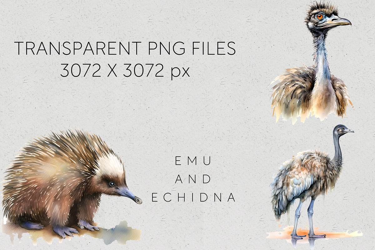Bulk Australian Animals Clipart PNG, an Animal Illustration by Pawcasso's Portraits (Photo 10 of 10)
