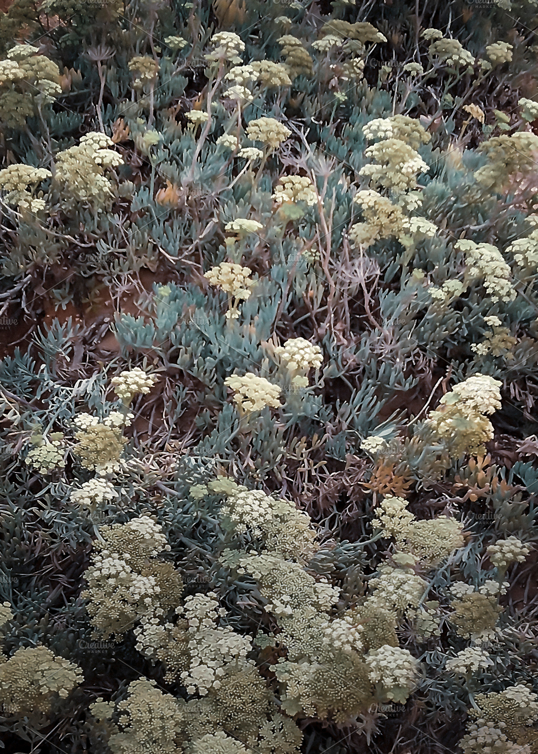 Multicolor shrub closeup, a Nature Photo by DanFLCreativo