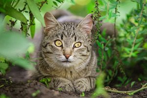Gray striped cat walks on a leash on, an Animal Photo by AlexBush