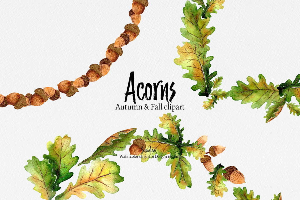 Autumn clip art: ACORNS watercolor, an Illustration by SandraGraphicDesign (Photo 4 of 7)