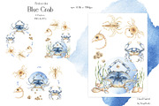 Watercolor Blue Crab Life Cycle Set, an Education Illustration by MayaNavits (Thumbnail 5 of 8)