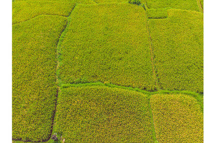 Image of beautiful Terraced rice, a Nature Photo by Elizaveta Galitskaya
