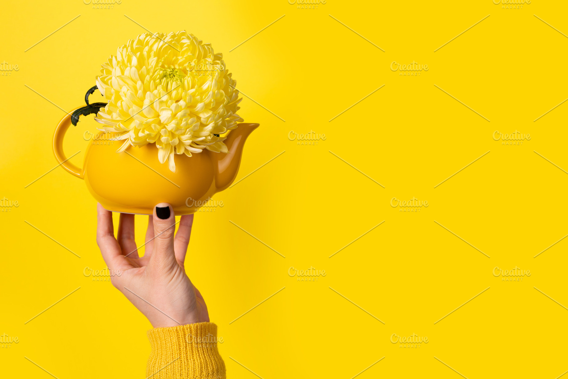 Hand holding a yellow teapot filled with yellow chrysanthemum fl, a Nature Photo by Ales Munt