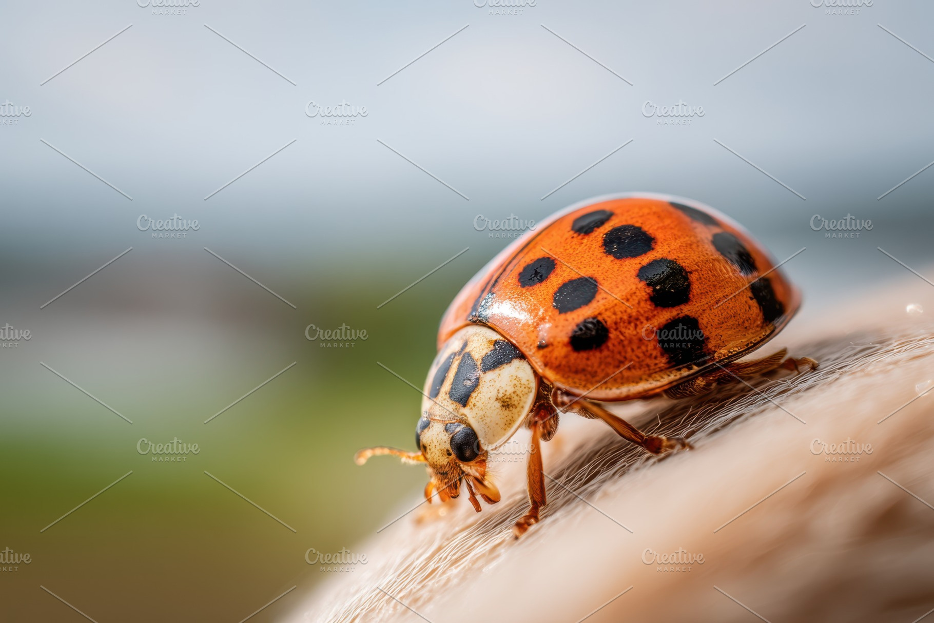 Close-up of a vibrant ladybug on a surface, an Animal Photo by AlyaAnd