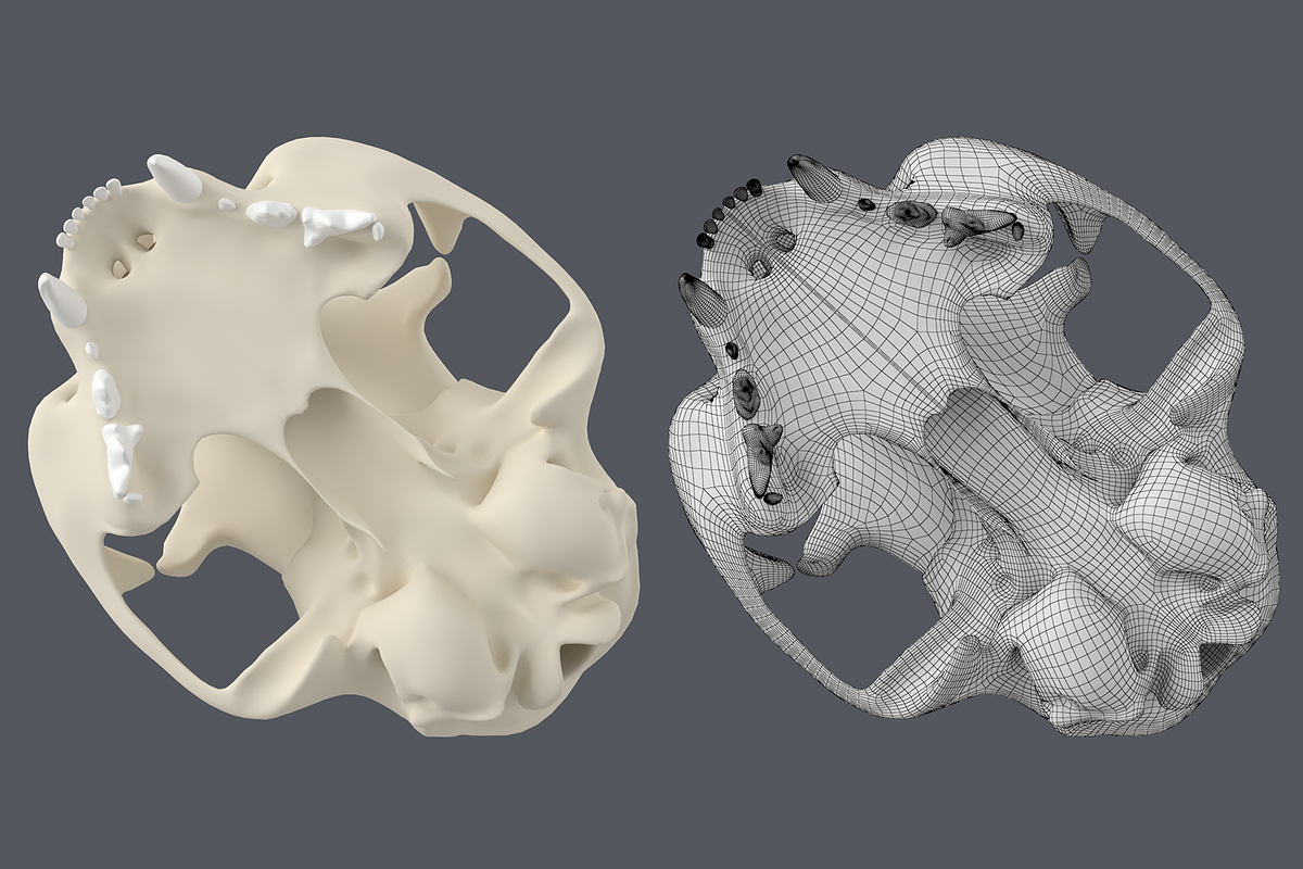 Cat Skull Base Mesh, an Animal 3D Model by VK Studio (Photo 5 of 8)