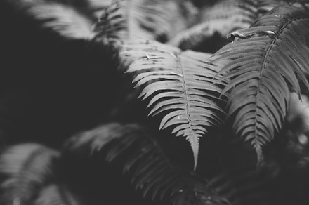 Ferns in Black & White