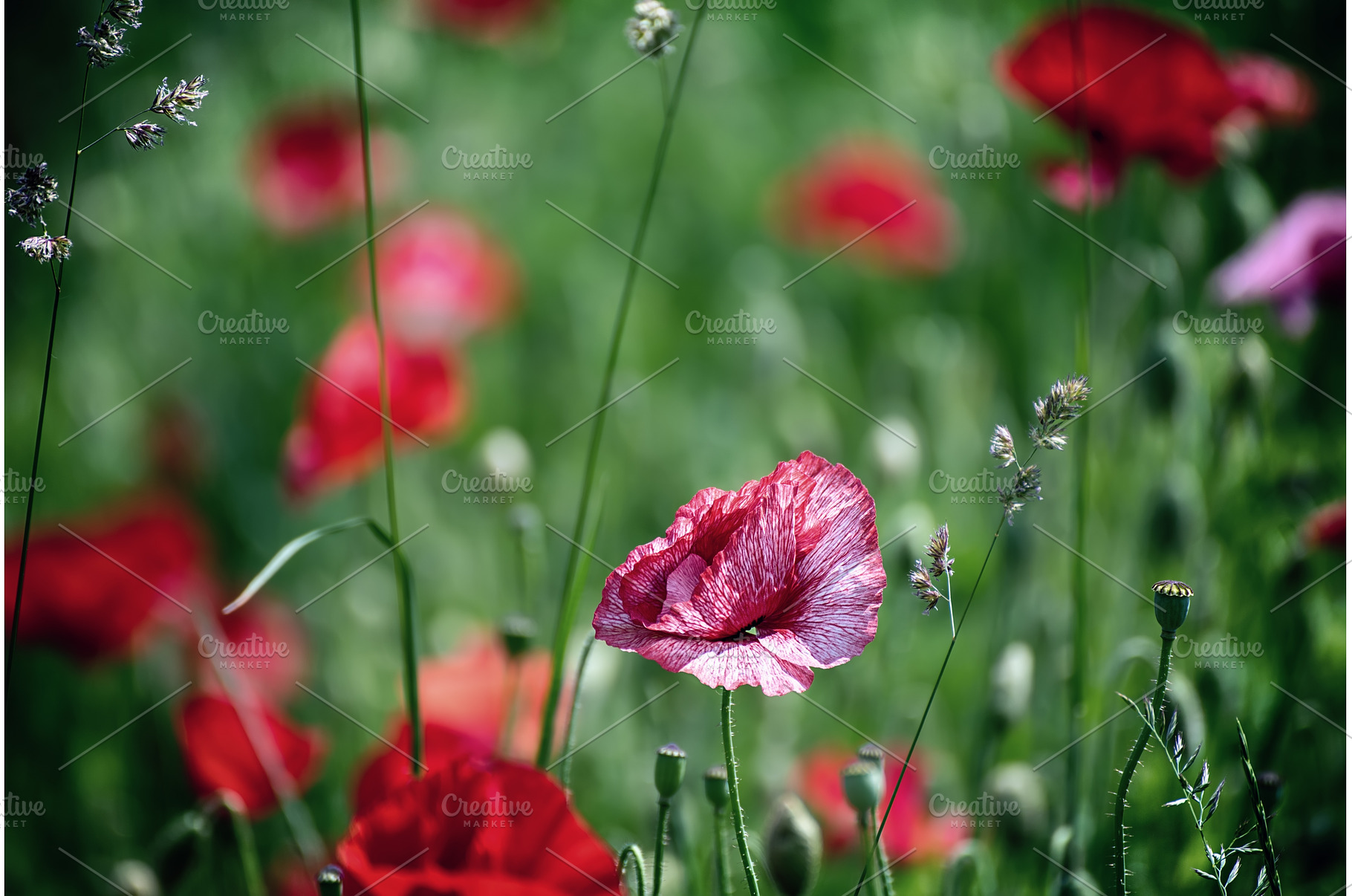 Red spring poppy, a Nature Photo by Nature and travel