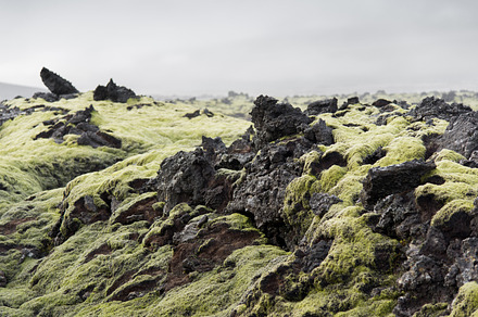 Fresh Icelandic Moss After The Rain preview 5