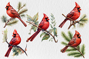 Red Cardinal PNG Christmas Bundle, an Illustration by Moon Studio (Thumbnail 2 of 11)