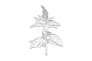 Redroot Pigweed Wild Plant Drawing, a Decorative Illustration by patrimonio (Thumbnail 1 of 3)