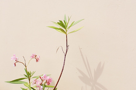 Flowers & shadows containing flower, flowers, and nature