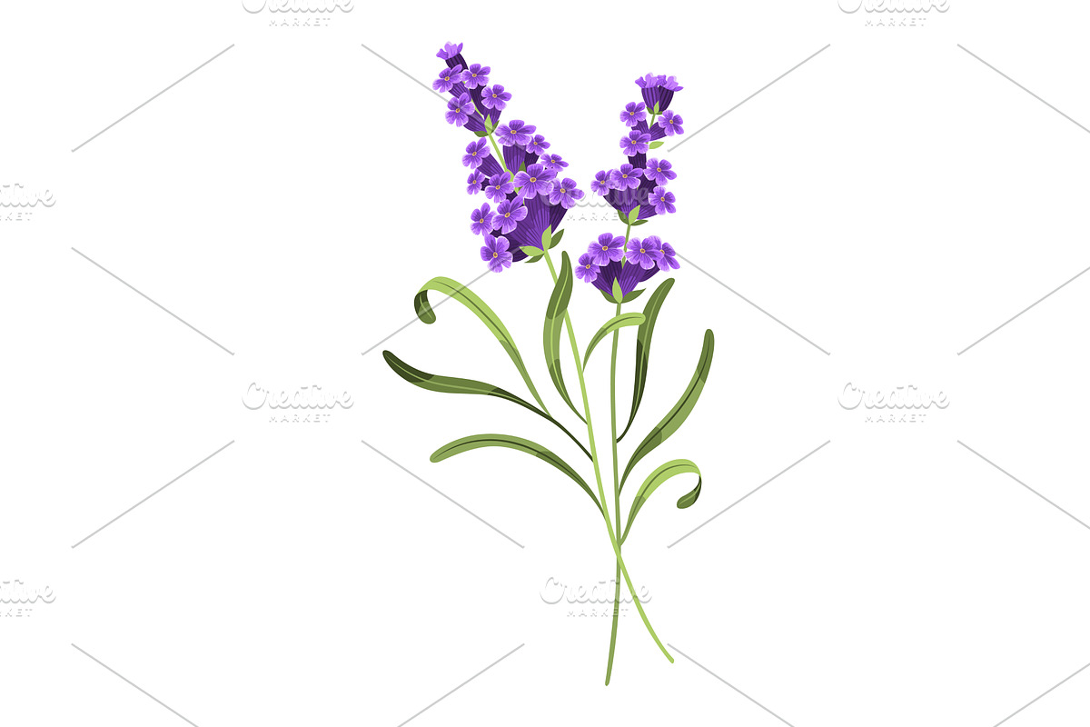 Lavender. Vector illustration of, an Object Illustration by the8monkey