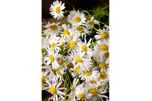 White Daisy Flowers Bunch Yellow, a Nature Photo by Natasha Breen