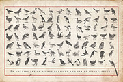 Ornithology Bird Illustrations, an Illustration by BlackBird Foundry (Thumbnail 2 of 3)