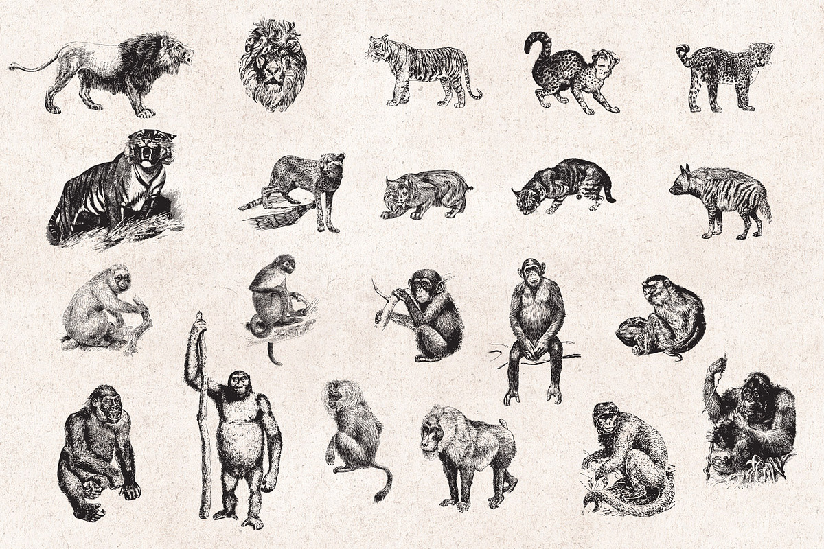Wild Animals Engravings, an Object Graphic by Graphic Goods (Photo 2 of 9)