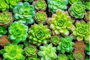 Vibrant green Aeonium Succulent, a Nature Photo by Lermont51