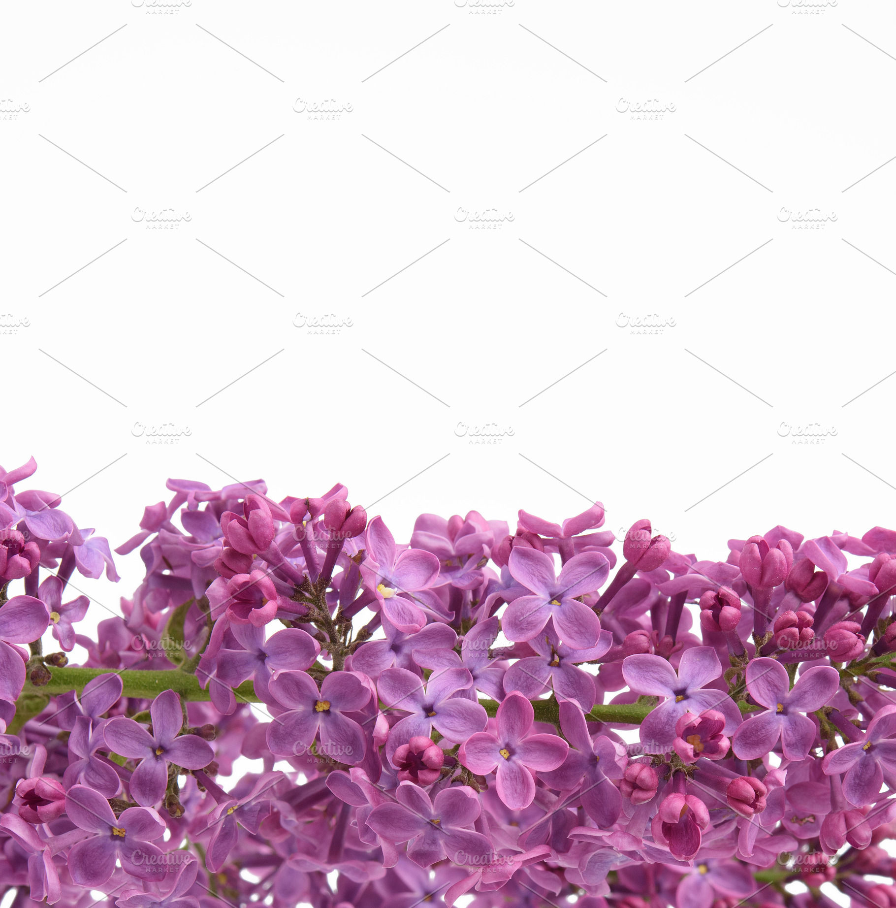 Bouquet of purple lilac flowers, a Nature Photo by ndanko