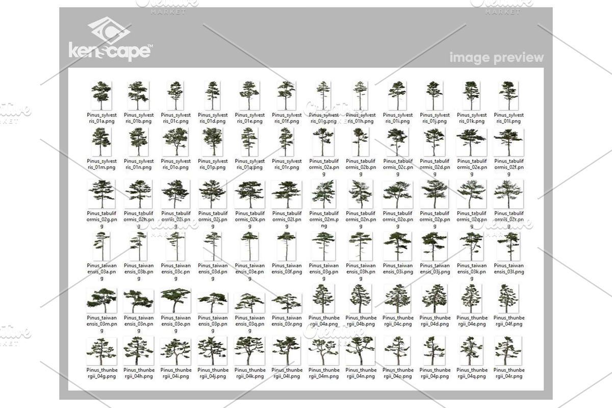 72 Tall Trees Photo Overlays, a Person Photo by KenScape (Photo 3 of 4)