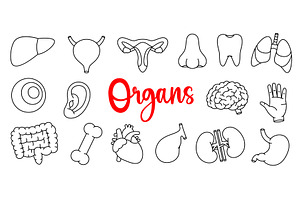 Set of human organs. Heart, kidneys, an Object Illustration by GraphiShop
