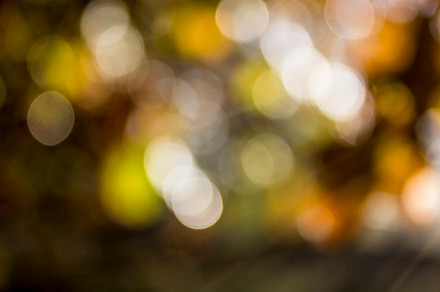 Wood close up I preview 6