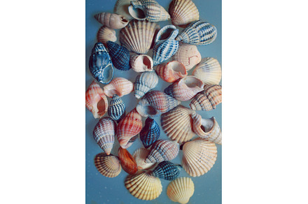 background of colorful seashells, an Animal Photo by TatsianaSalauyova