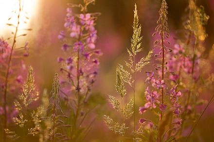 Dreamy Meadow