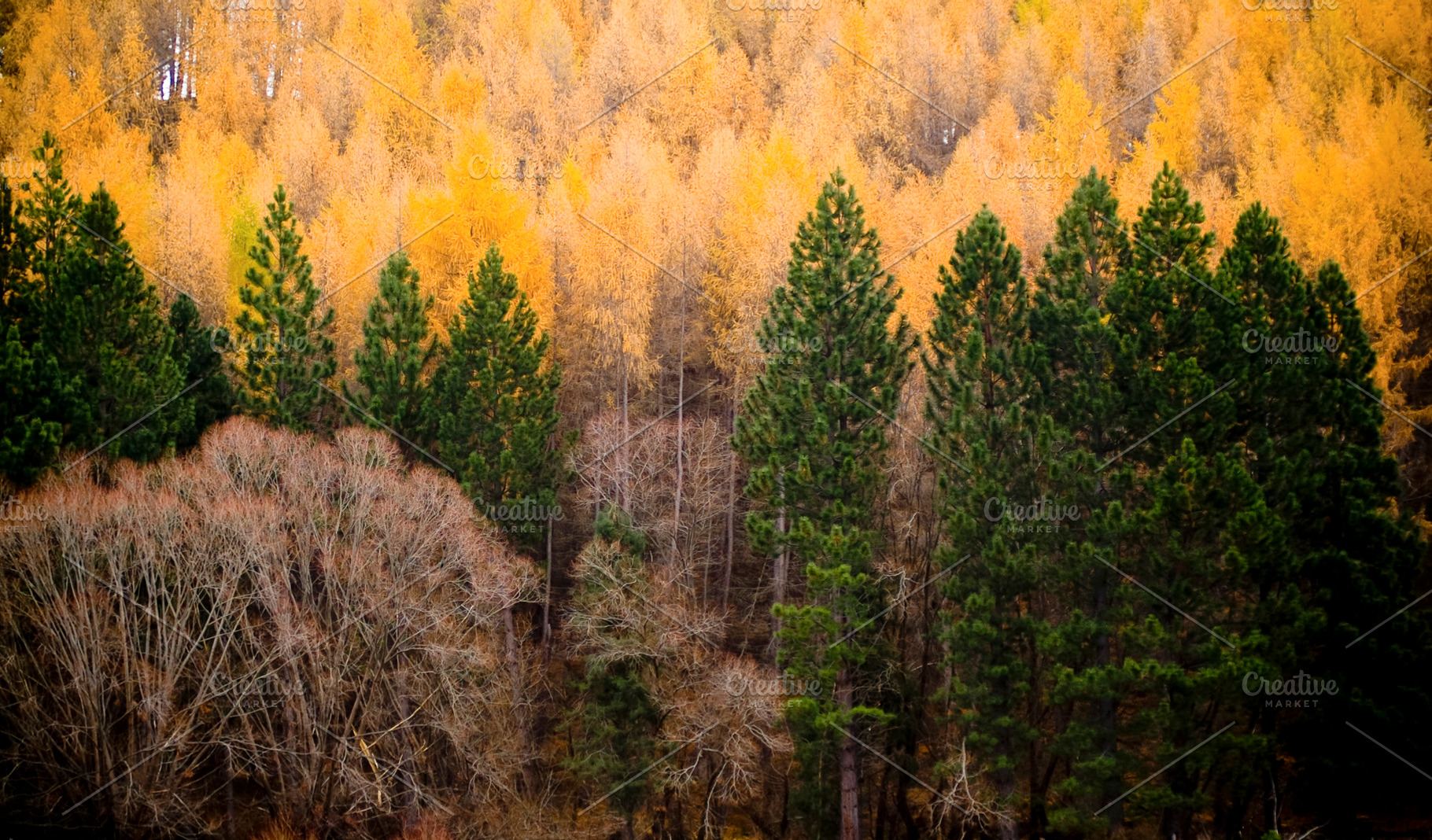 Pine Trees In Autumn, a Nature Photo by THP Creative