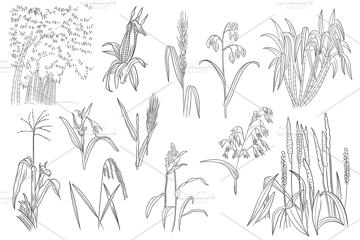 Botanical Line Art Bundle, an Illustration by Graphic Cook (Photo 4 of 8)