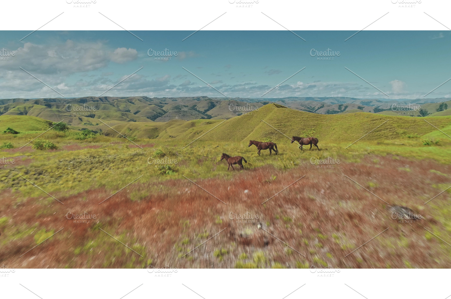 Horses running free in the wild, an Animal Photo by Goinyk