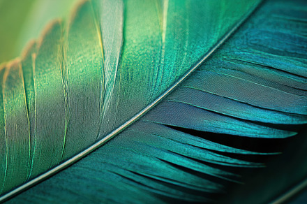 Beautiful green feather close-up
