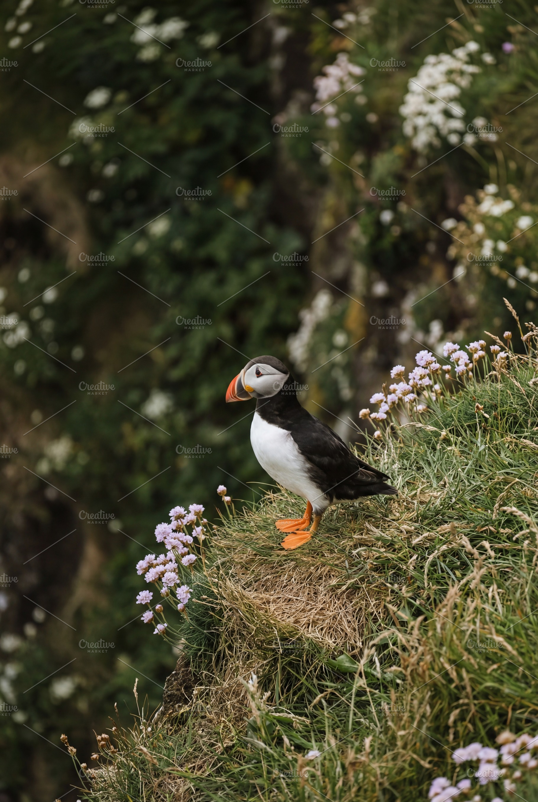 Atlantic Puffin bird, an Animal Photo by Virgo Studio