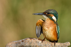 Kingfisher sitting on a stick featuring alcedo, animal, and atthis
