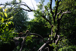 Animals on a tree in a vibrant green forest setting, a Photo by AS photostudio