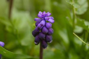 Colorful purple flowers blooming in lush green grass, a Nature Photo by OSORIOartist
