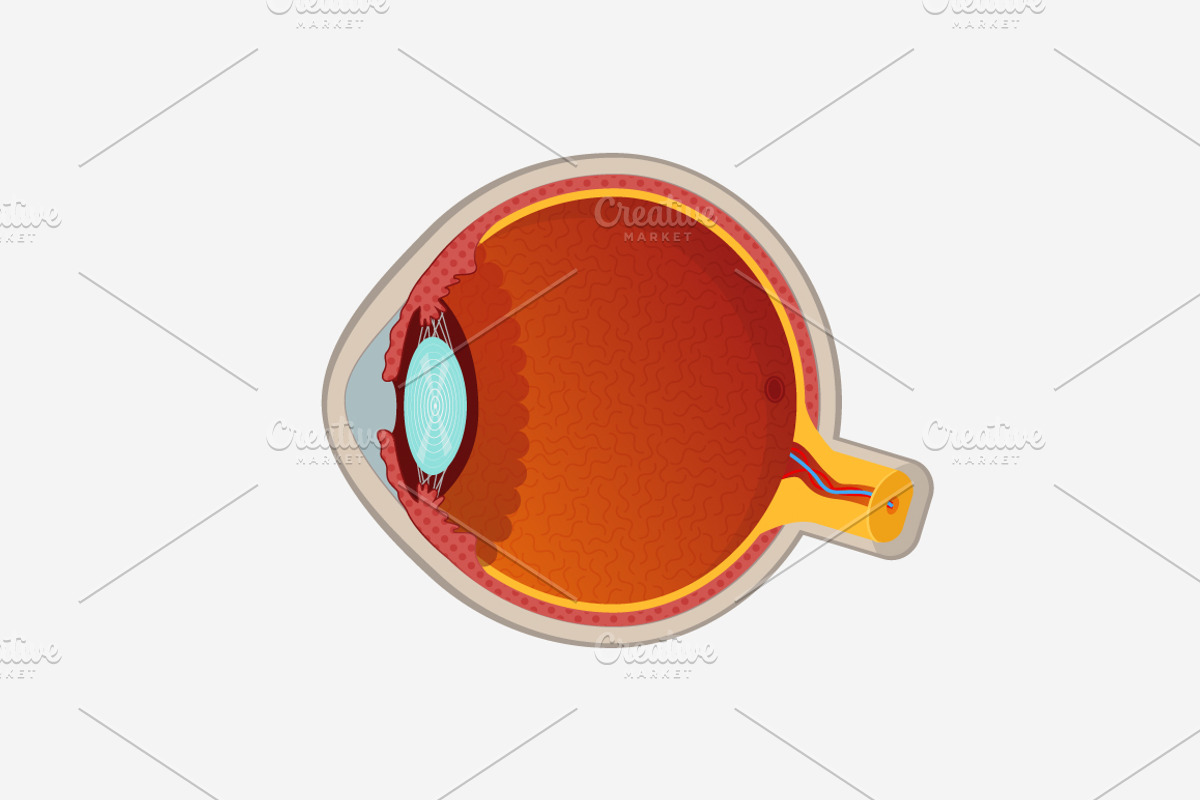 Human Eye Cross-Section, an Education Illustration by Beatriz Gascón (Photo 2 of 3)