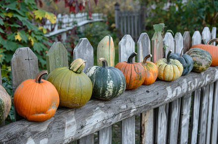 Row of pumpkins of various shapes an, a Photo by Iftikhar Alam