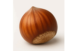 Whole hazelnut in shell vector, a Food Illustration by AlexArt