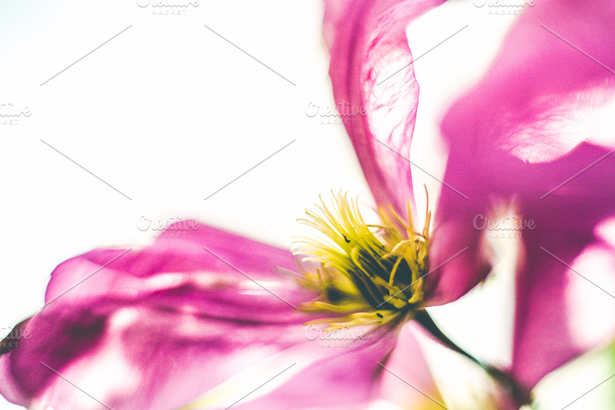 iseeyouflower FLORAL photoset, a Templates & Theme by ISEEYOUPATTERN (Photo 3 of 5)