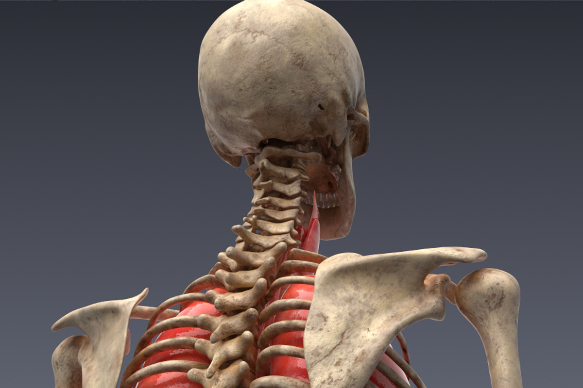 Animated internal organs, skeleton, a Characters & Person 3D Model by konstantin.ermolaev (Photo 4 of 29)