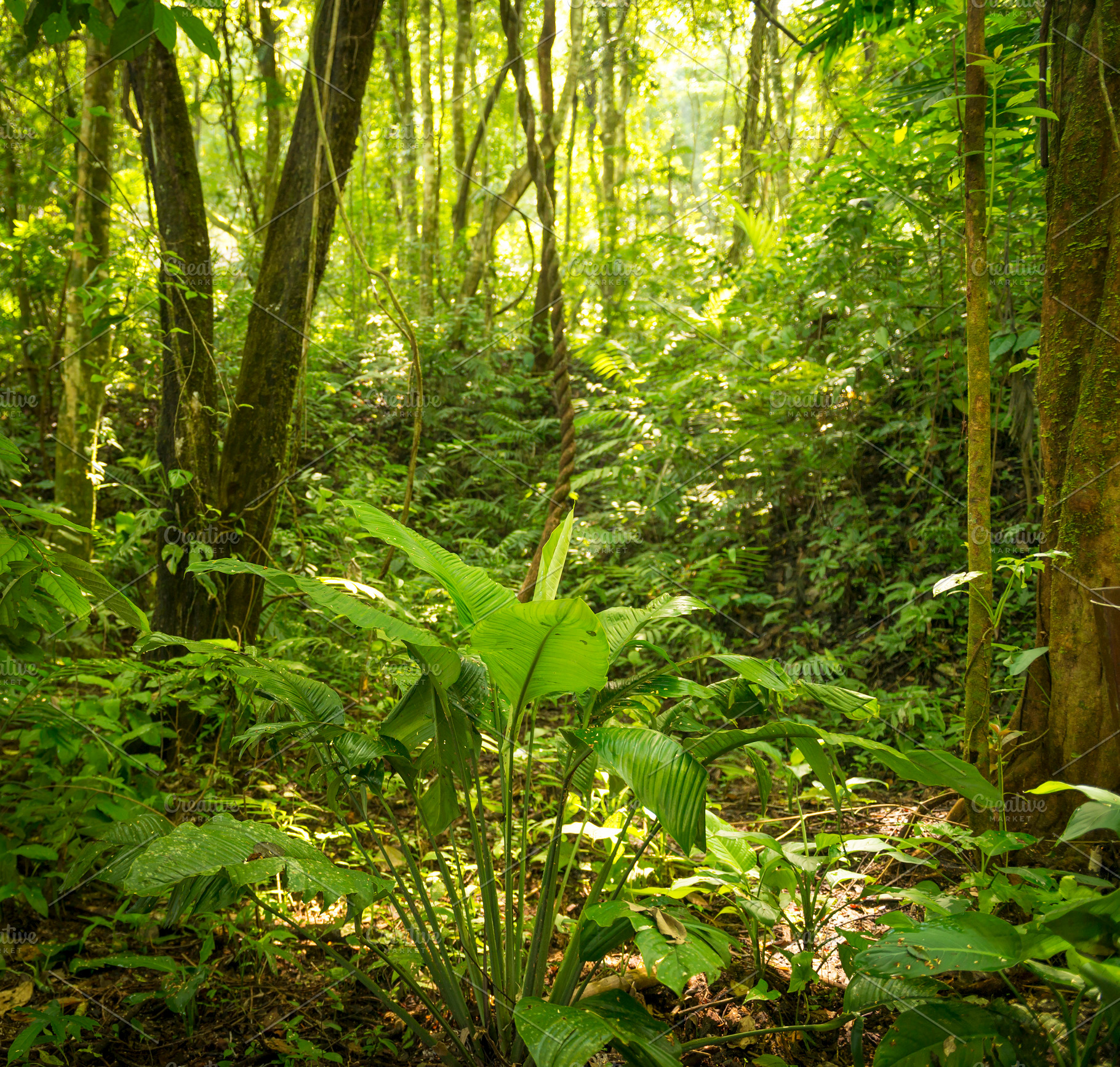 Sunlight On Forest Floor, a Nature Photo by THP Creative