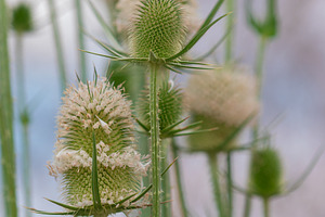 Close-up of wild thistle plants with fluffy blooms and soft green spiky texture, a Nature Photo by Ales Munt