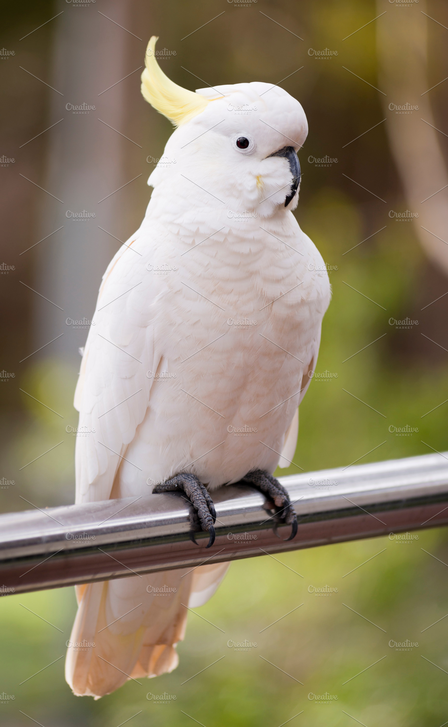 Sulphur Crested Cockatoo, an Animal Photo by THP Creative