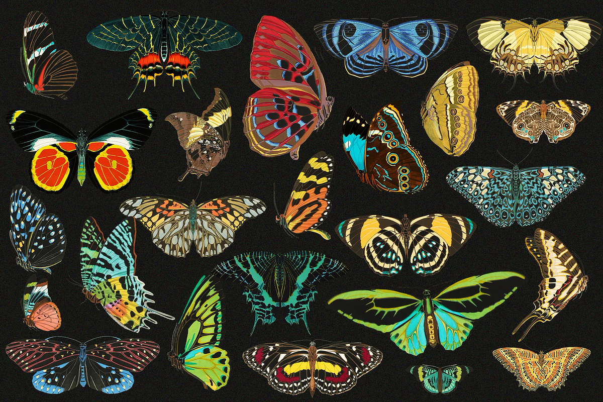 E.A. Séguy HQ Clipart Bundle, an Animal Illustration by Digital Museum (Photo 2 of 10)