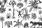 Tropical trees and plants. Jungle, a Decorative Illustration by Arthur Balitskiy (Thumbnail 2 of 4)