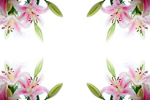 Lily flowers stock photo containing flower and white