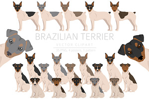 Brazilian Terrier Clipart