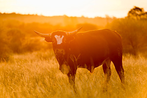 Bull In Field, an Animal Photo by THP Creative